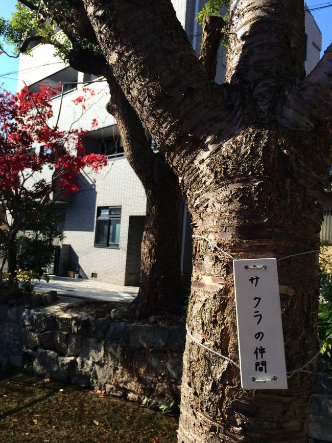 サクラの仲間。。。何サクラ？