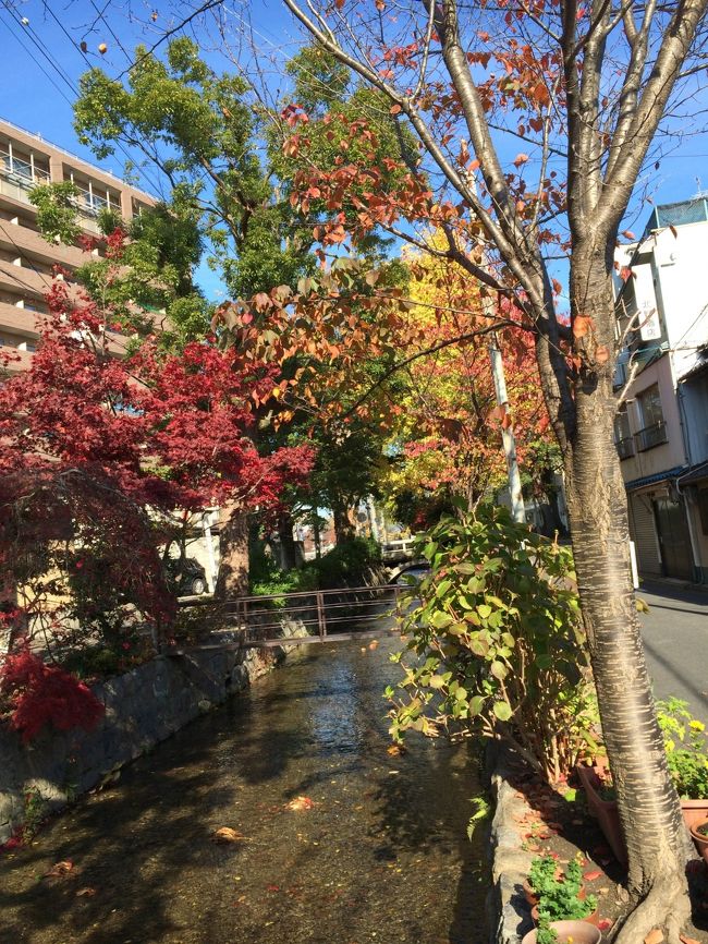 京都と言えば鴨川ですが、その西側に流れる小さな川は高瀬川。私はこの川沿いを歩くのが好きです。紅葉がきれいでした。