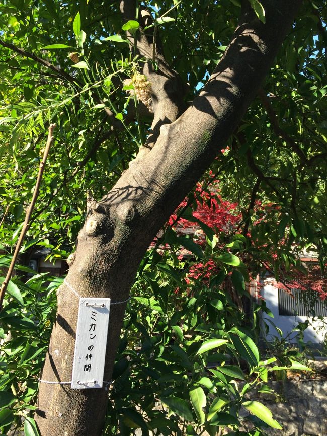 こちらはミカンの仲間。。。京都も結構ざっくりなのね。