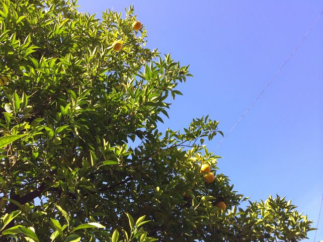 青空に映える黄色。