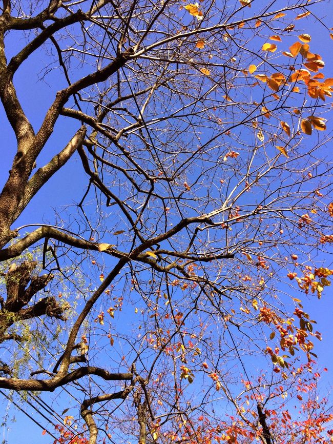 上を見上げると秋色の葉っぱと電線。