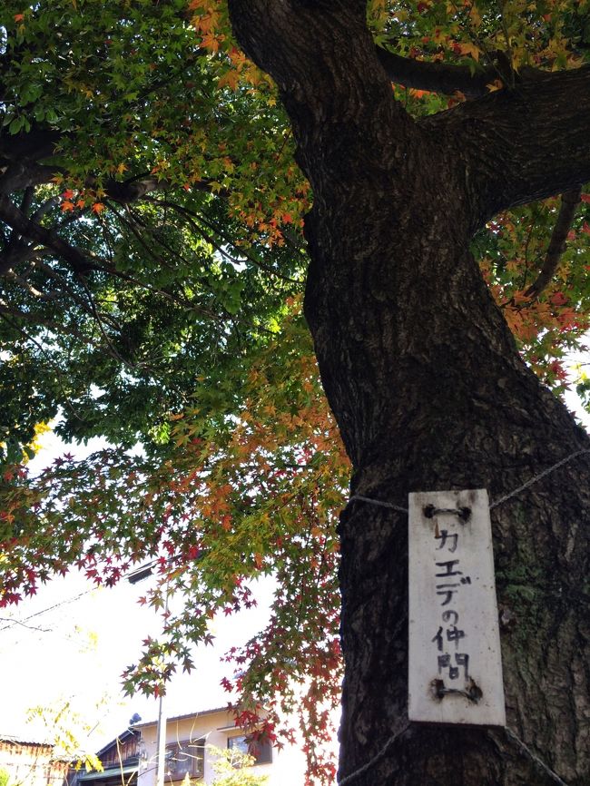 また出た、仲間シリーズ。