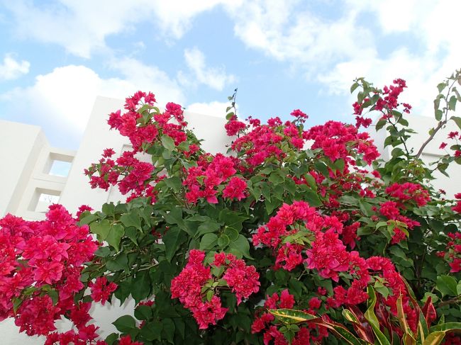 とても冬とは思えないほど綺麗に咲いてます。