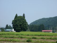 麓まで降りてくると、道沿いにトトロの森というものがありました。木々の形がトトロに似ているようです。確かにシルエットがトトロに見えますね。