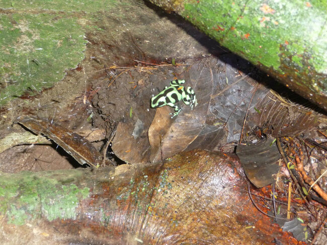 綺麗なカエルには毒がある!Selva Verde Lodgeの敷地内のジャングルトレッキングで見つけた生き物たち