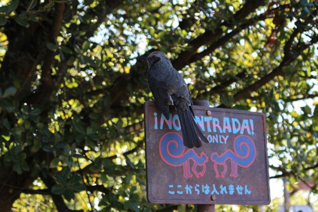 途中、鳥さんが休憩していたので、１枚