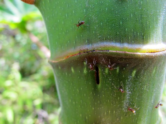コスタリカ 生物多様性 熱帯林 5 全12 モンテベルデ 昆虫学者と虫探し 新種カミキリムシ発見 モンテベルデ自然保護区周辺 コスタリカ の旅行記 ブログ By 昆虫博士さん フォートラベル コスタリカ 生物多様性 熱帯林 5 全12 モンテベルデ 昆虫学者と虫探し 新種カミキリムシ発見 モンテベルデ自然保護区周辺 コスタリカ の旅行記 ブログ By 昆虫博士さん フォートラベル