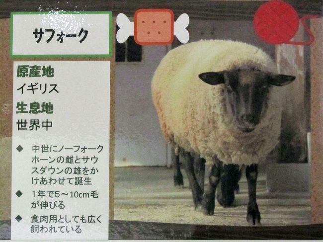 新春レッサーパンダ詣で再び静岡へ 1 東海道新幹線で元旦よりクリアな富士山を眺めながらアクセス編 それなりにグルメ編 日本平動物園の干支展でヒツジを学ぶ 静岡市 葵区 駿河区 静岡県 の旅行記 ブログ By まみさん フォートラベル 新春レッサーパンダ詣で再び静岡へ 1 東海道新幹線で元旦よりクリアな富士山を眺めながらアクセス編 それなりにグルメ編 日本平動物園の干支展でヒツジを学ぶ 静岡市 葵区 駿河区 静岡県 の旅行記 ブログ By まみさん フォートラベル