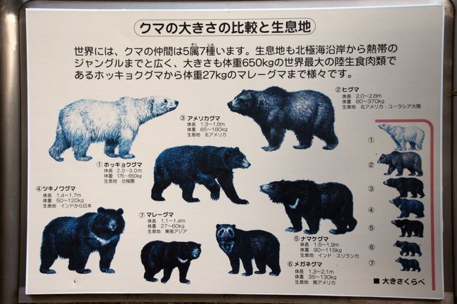 元旦レッサーパンダ詣は埼玉から浜松へ 3 浜松市動物園 後編 30分待ったら豪快に遊び始めたホッキョクグマのキロルくん 大型系の動物たち 浜松 静岡県 の旅行記 ブログ By まみさん フォートラベル 元旦レッサーパンダ詣は埼玉から浜松へ 3 浜松市動物園 後編 30分待ったら豪快に遊び始めたホッキョクグマのキロルくん 大型系の動物たち 浜松 静岡県 の旅行記 ブログ By まみさん フォートラベル