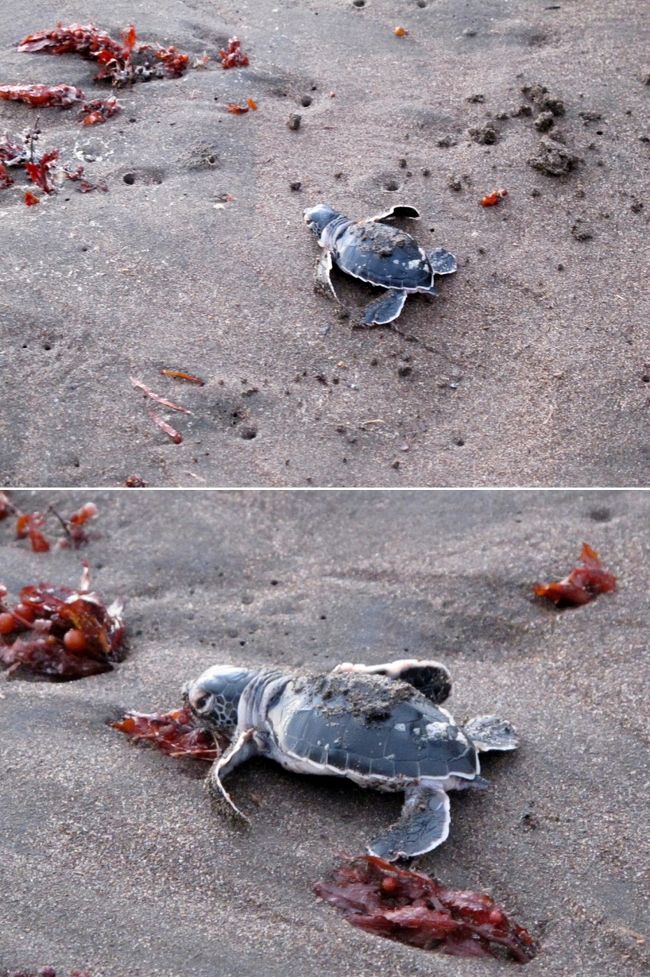 別の海亀です。<br />体長10センチぐらい。<br />20年後に この砂浜に戻ってきてくれることを祈りながら、見送りました。