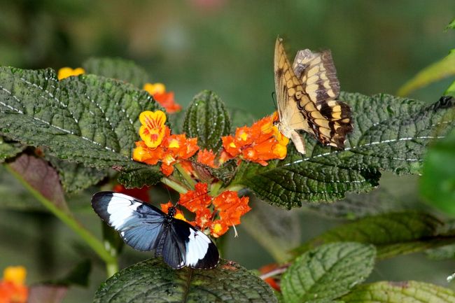 アゲハチョウの仲間もいます。