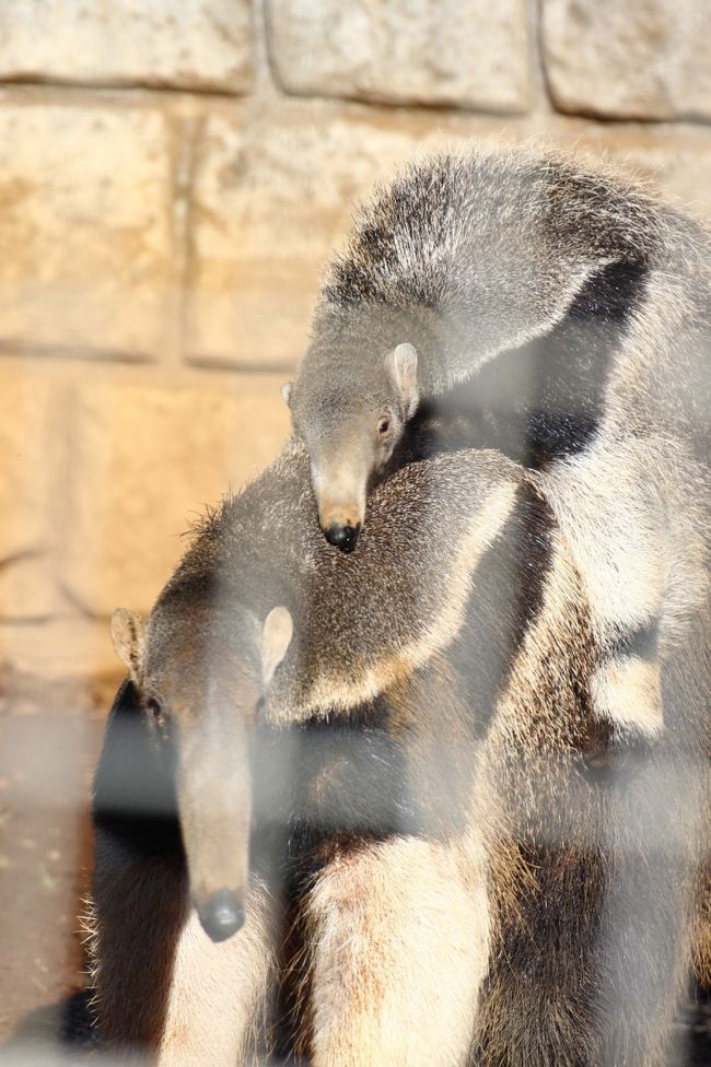 新春レッサーパンダ詣で再び静岡へ ３ 日本平動物園 後編 その他の動物たち 子供をおんぶするオオアリクイ 仲睦まじいホッキョクグマのロッシーくんとバニラちゃん 意外にシャッターチャンスがあった夜行性動物など 静岡市 葵区 駿河区 静岡県 の旅行記