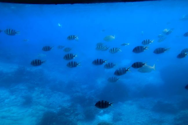 水中観光船で、ダイビング気分