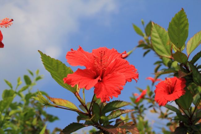 冬なのにハイビスカス