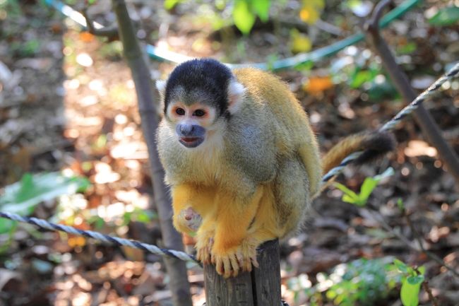 やいま村のリスざる