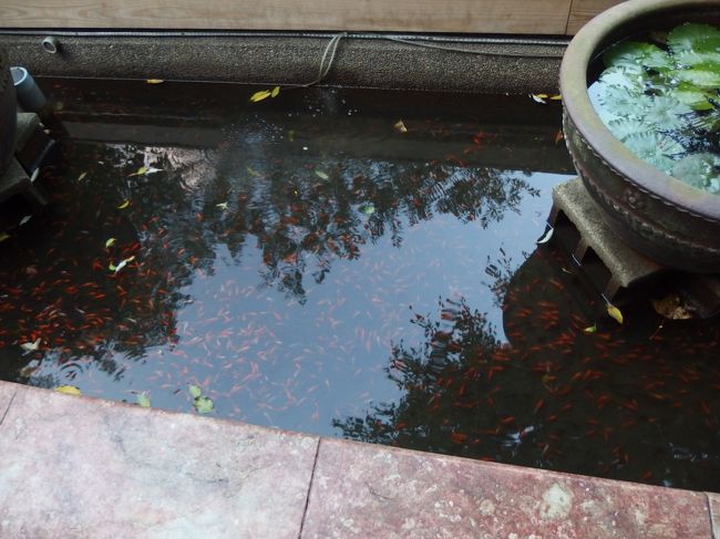 ドクターフィッシュ(温泉魚)足湯は・・・