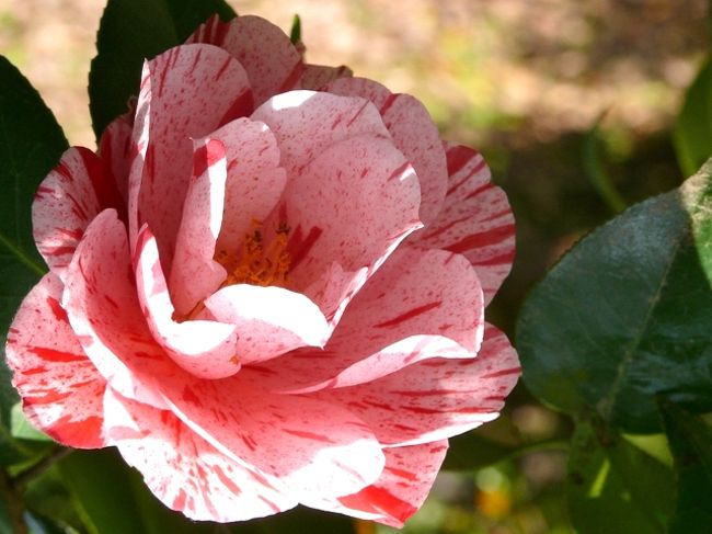 10年5月 椿の花咲く茨城県植物園 常陸太田 東海村 茨城県 の旅行記 ブログ By Kaeさん フォートラベル