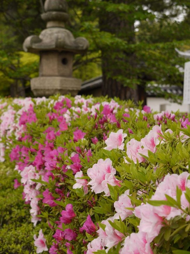 ツツジと石灯籠