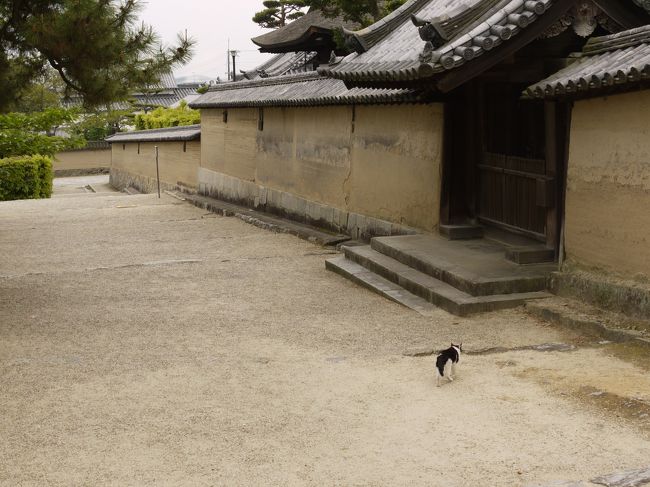 古い建物が妙に似合う、法隆寺の猫、正徳ニャー子でした。