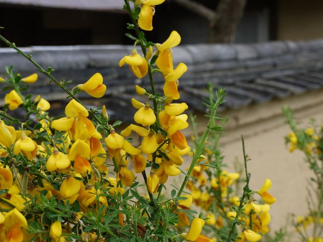 アップで☆<br /><br />なんてゆう花なのかな？？