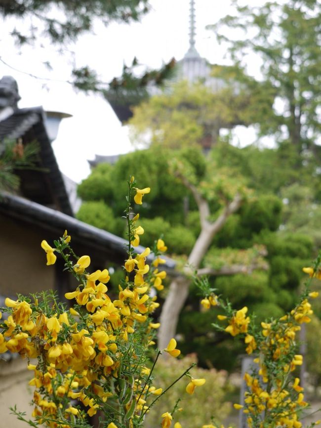 気に入っちゃったのでお花と三重塔コラボで＾＾
