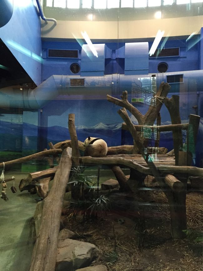 やっとこ本物が！コロコロしてて可愛かった(*^^*)