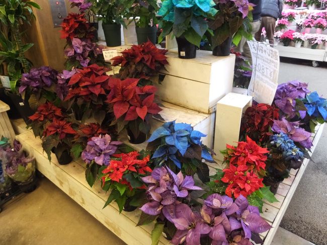 いろんな色のポインセチア♪<br />キラキラしてます。