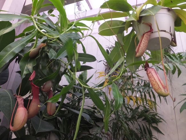 奥の方には食虫植物も( ﾟДﾟ)