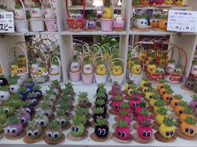 多肉植物がこんなにかわいく(*^-^*)