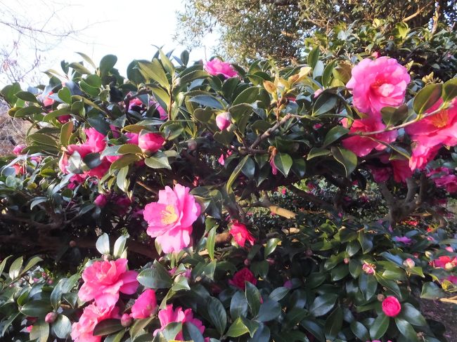 椿が見頃でした。