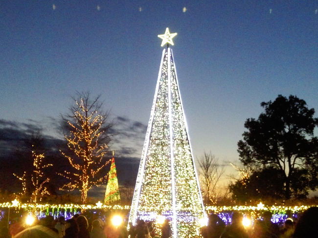 大きなツリー(^-^)