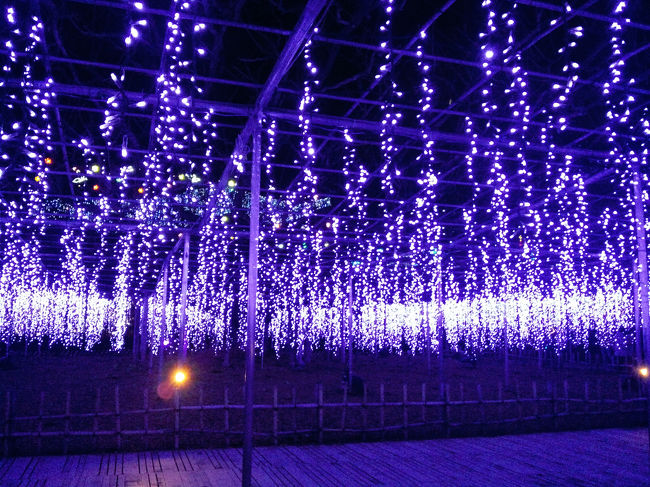 藤の枝に☆<br />いっぱいぶら下がってます。