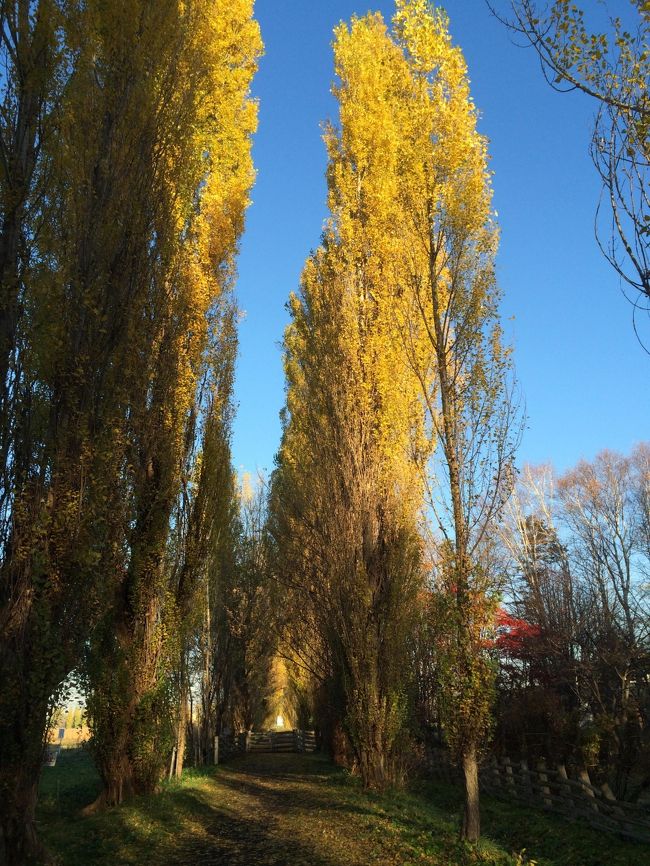 翌日は、札幌をうろうろしながら、気持ちの良かった北大に、もう一度