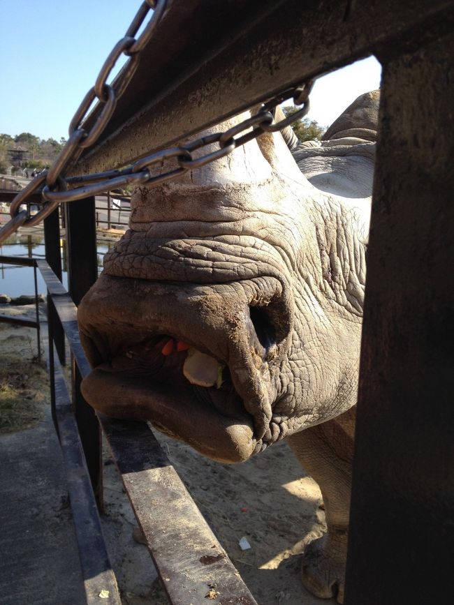 サイ<br />お口開けてエサを待っている。