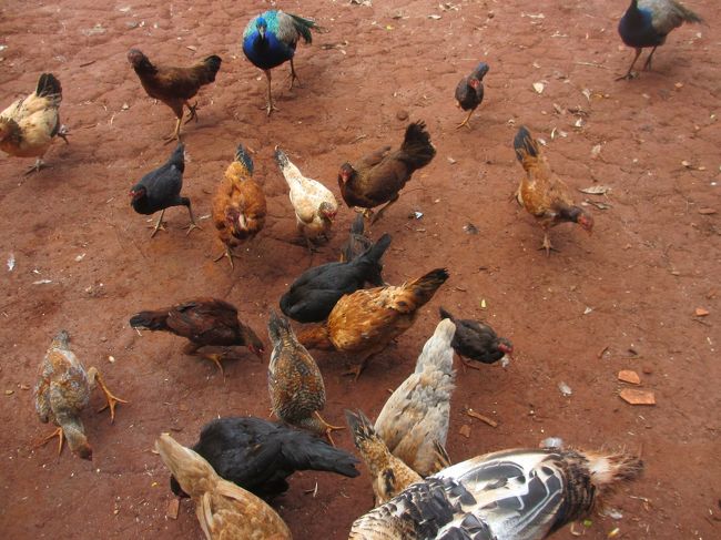 牧場のニワトリは走り回って餌を探す<br />　美味しい餌が何処に居るのか知ってる<br />　　フランゴ・カイピーラは最高に旨い！