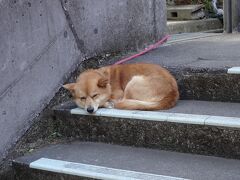 さらに南に進み、鵜戸神宮に着きます。

いきなり眠り犬がお出迎え（笑）