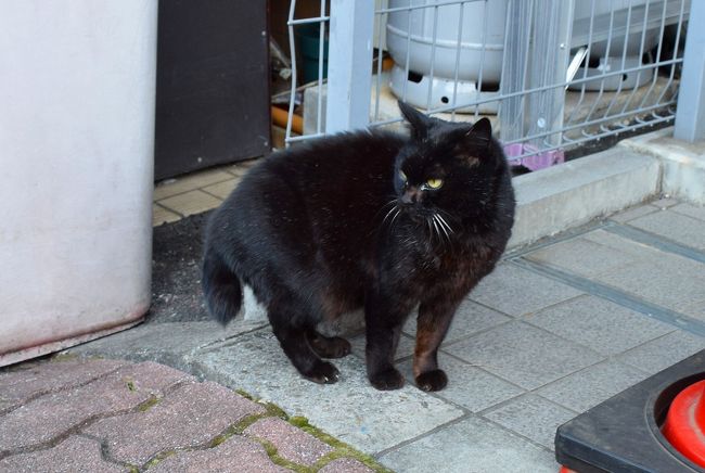 東京散策13 昔ながらの街並みとネコの谷根千 谷中散策 谷根千 東京 の旅行記 ブログ By Jh2fxvさん フォートラベル