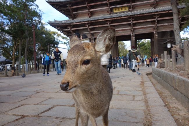 鹿クン、あけましておめでとう〜。今年もよろしくね。