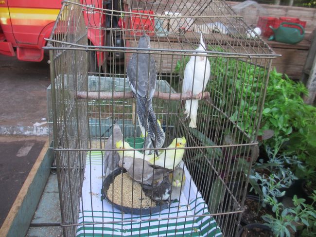 ペット用の小鳥