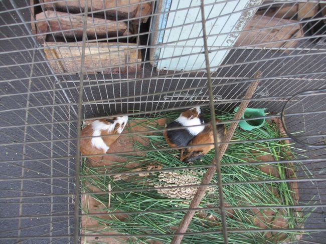 ペット用のハムスター