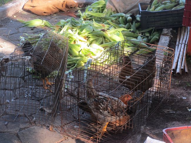 これはペットじゃなくて食用のニワトリ<br />　自分で殺して食べてね、というヤツ<br />　　牧場で走ってたので美味しいんだよ