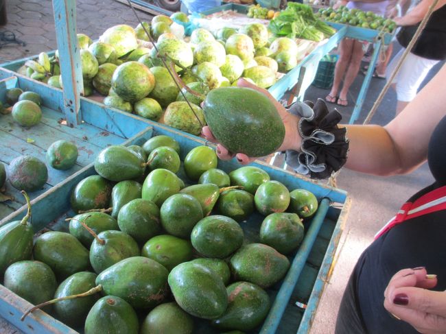 標準サイズのアボガド<br />　もっと大きくなる