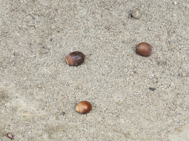 歩いていて見つけたどんぐり。<br />薬師寺を歩いていて気付きました…<br />荷物を預けなかったので、<br />背負ったまま歩かなくてはいけないことを…<br />そして、やたら重い。<br />※当初の予定では奈良駅でコインロッカーに<br /> 荷物を預けてから動く予定でした。<br /> 想定外でした。<br /> ここから、まさかの筋トレ旅になるとは…
