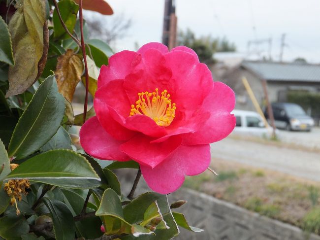 椿が綺麗に咲いていました。<br />奈良のこの素朴でのどかな雰囲気が好きです。