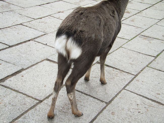 14:30<br />JR奈良駅でバスを降りて、コインロッカーに荷物を預けてから、<br />観光案内でまわりかたと所要時間を確認して、<br />地図を受け取り、身が軽くなったところでレッツゴー。<br />バスに乗って目的地へ急ぎます。時間がないー。<br /><br />まずは、鹿ちゃんのラブリーなおけつ。<br />ということは…<br /><br /><br />