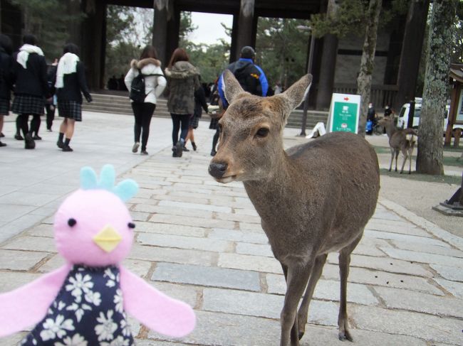 やっと会えたね、鹿ちゃん<br />ヽ(*´▽)ノ♪<br />わたしも、そこらの修学旅行生も鹿達に夢中。