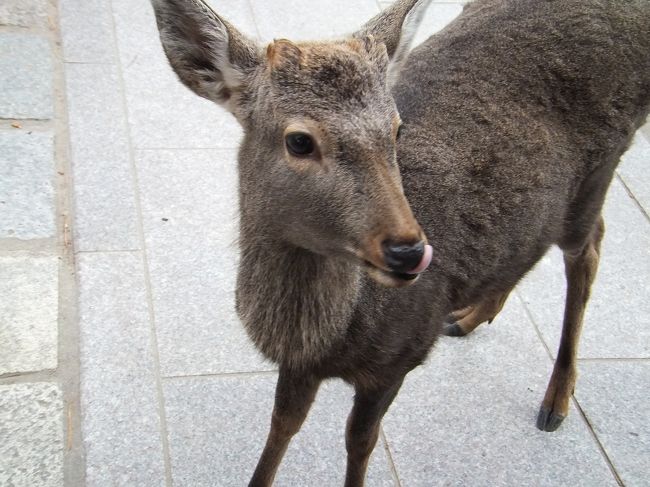 外に出ると、<br />再び鹿ちゃんに遭遇。