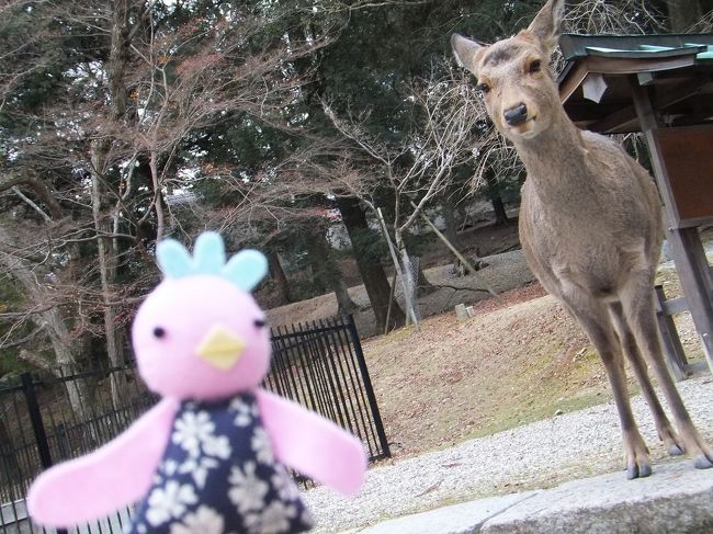 鹿に遭遇する度に立ち止まってしまうので、<br />時間がないのに前に進めない。<br />もっと早く来ればよかった…