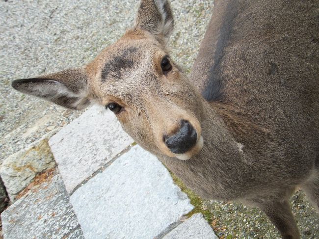 愛らしいのよね。