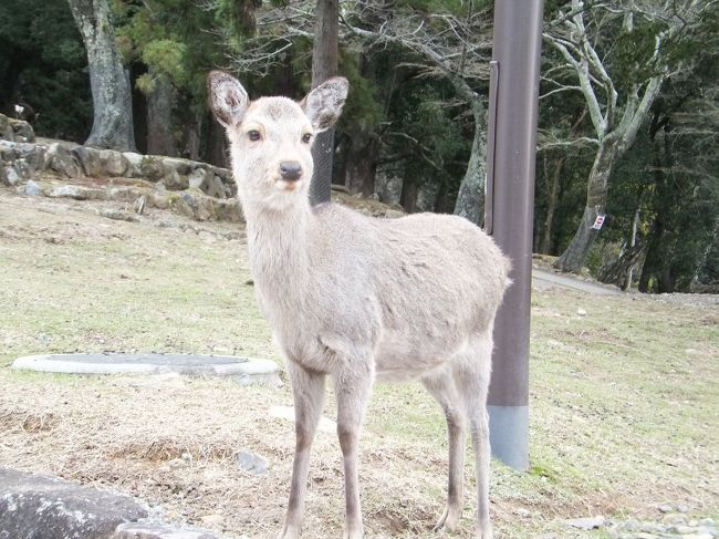 またもや立ち止まってしまう…<br />凛々しい鹿ちゃん